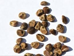 Argyreia Nervosa Seeds